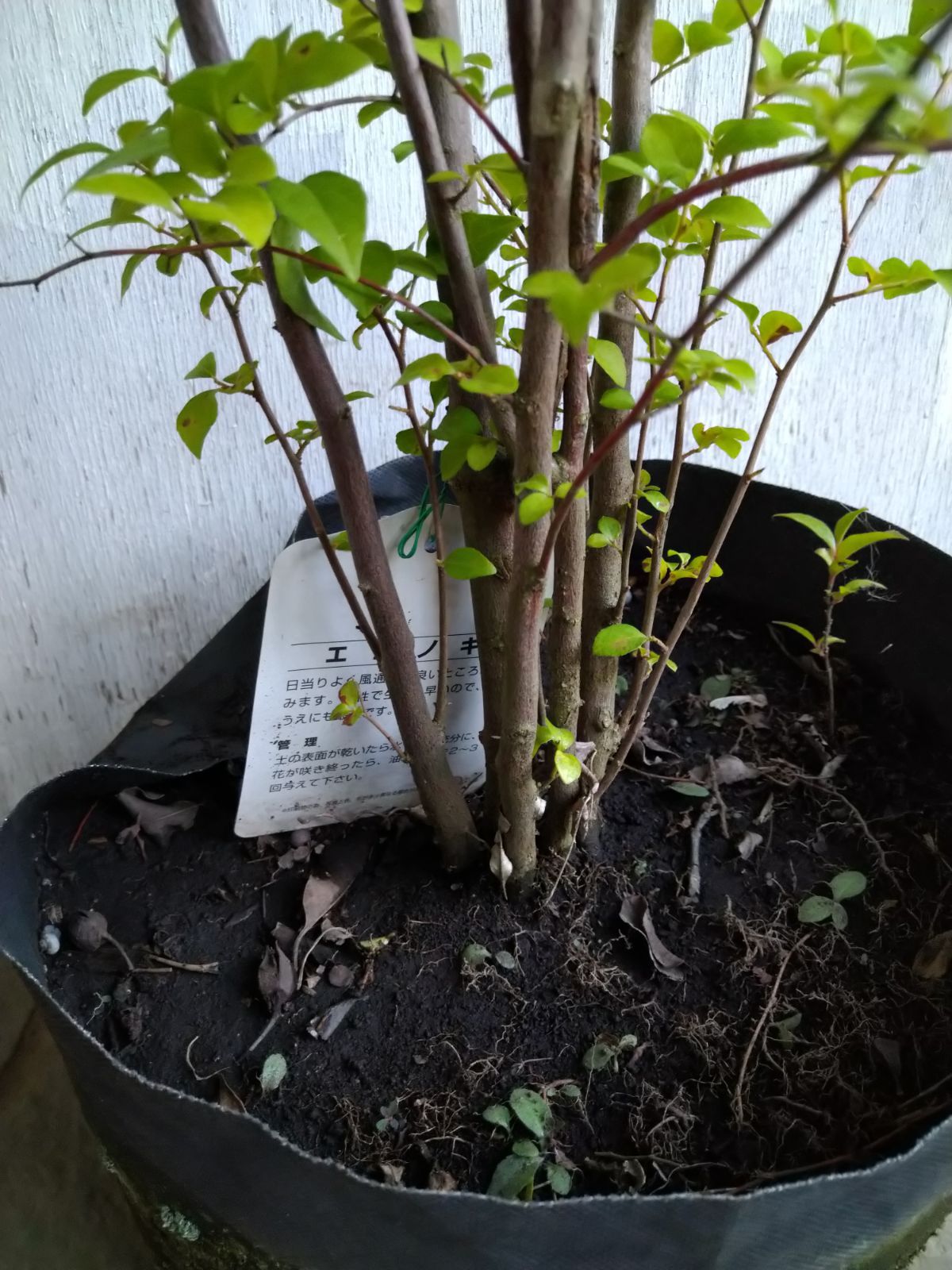 クリアランス エゴノキ株立ち②（ふう様専用ページ） 特大 エゴノキ株