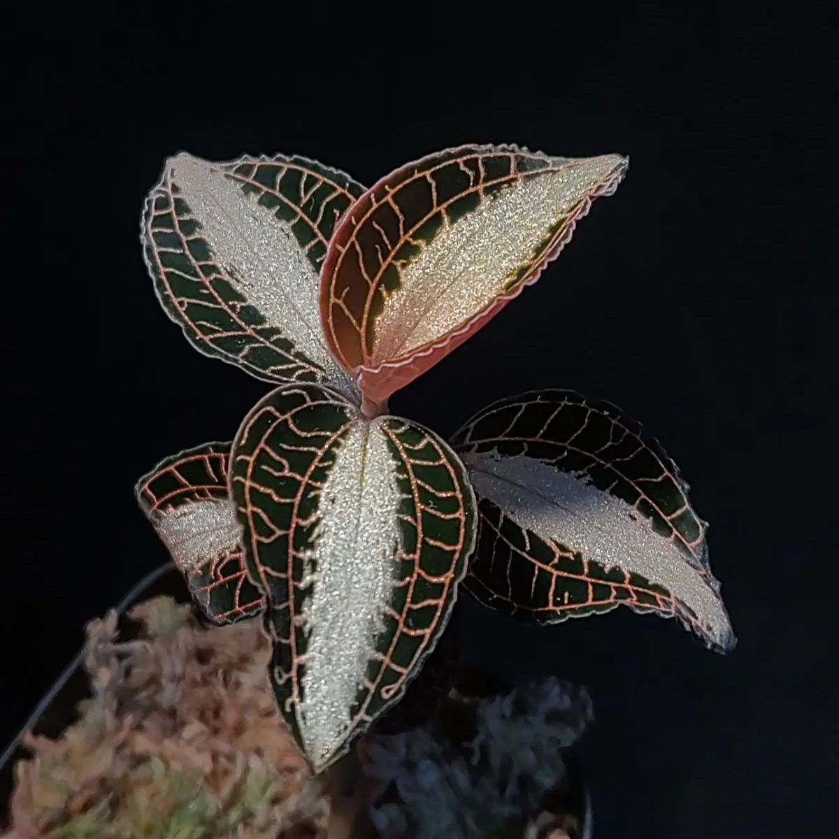 アネクトキルス ロビアーナス “More Pech” ジュエルオーキッド - メルカリ