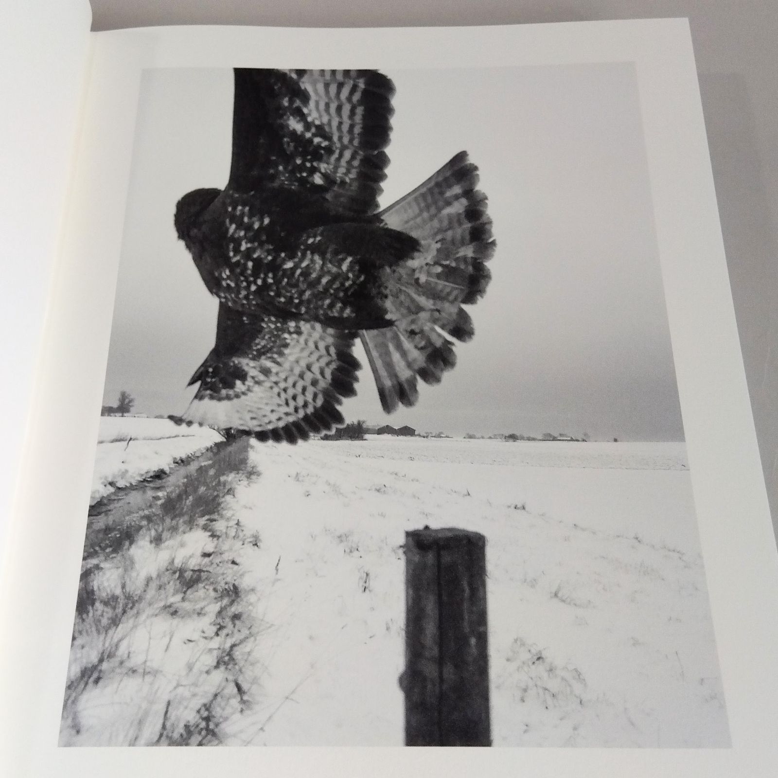 Stephen Gill: The Pillar - メルカリ