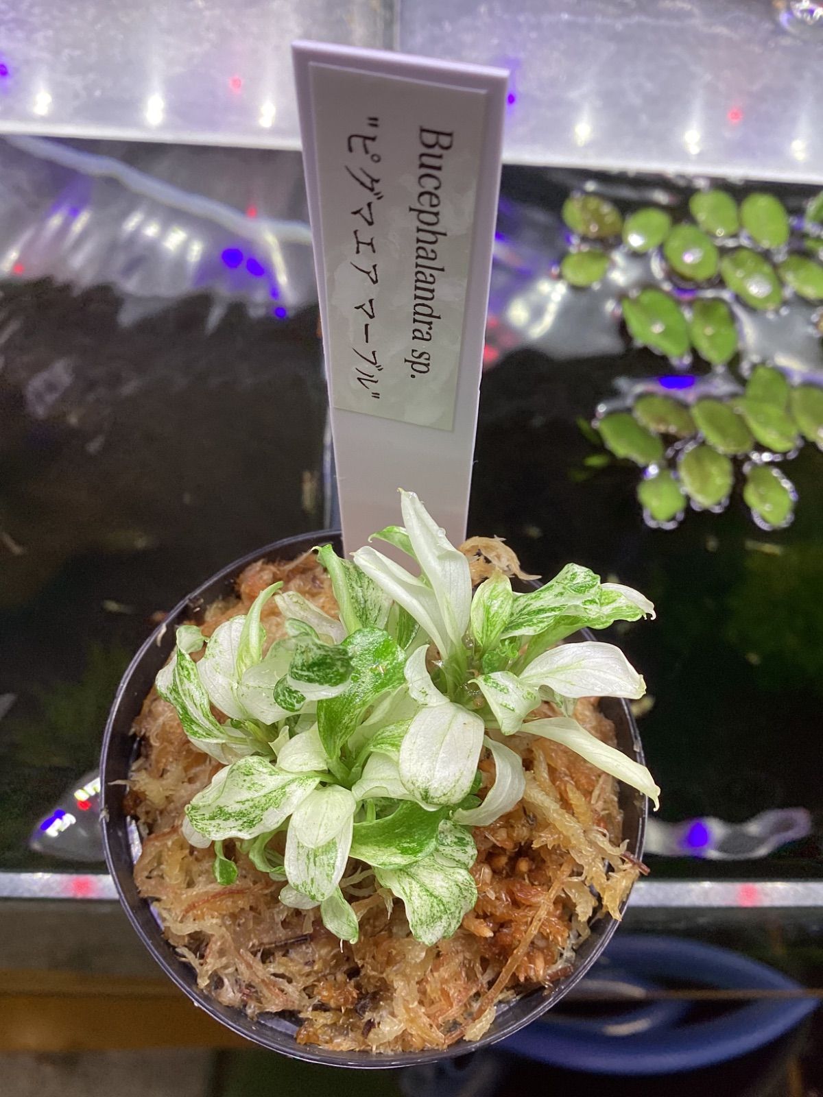 ブセファランドラ sp. ピグマエアマーブル 大きめ株① Bucephalandra