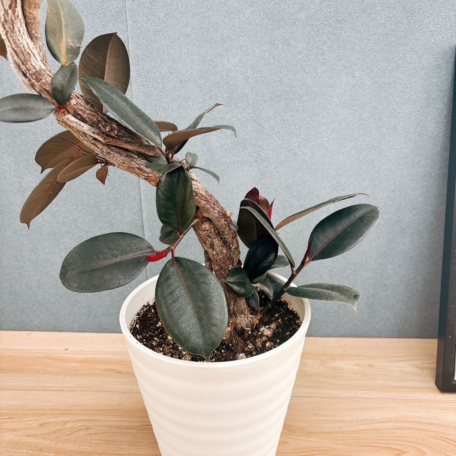 観葉植物 ［現品］23番 フィカス バーガンディ 7号 観葉植物 大型 室内 