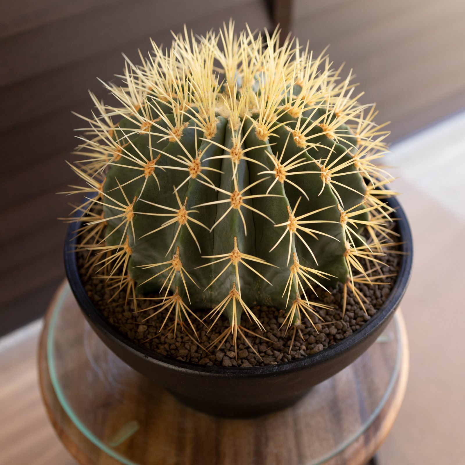 発根済】24cm 王冠竜 フェロカクタス ブルーバレルカクタス