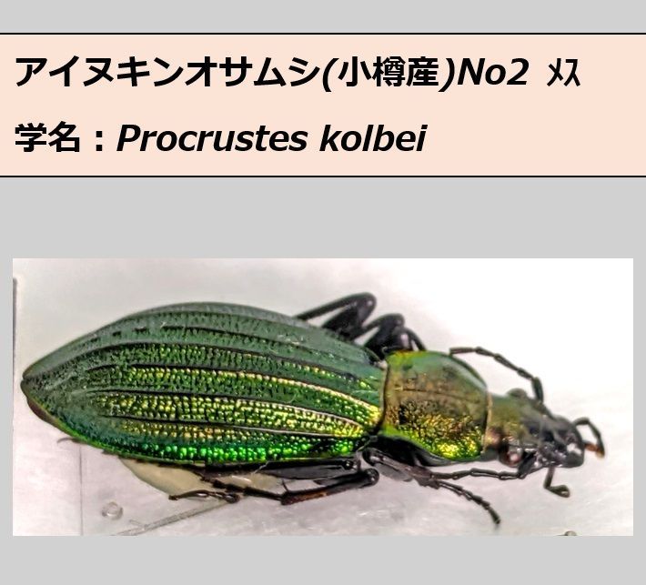 アイヌキンオサムシ ♂♀ペア 標本 小樽産 No2 コエポン様専用