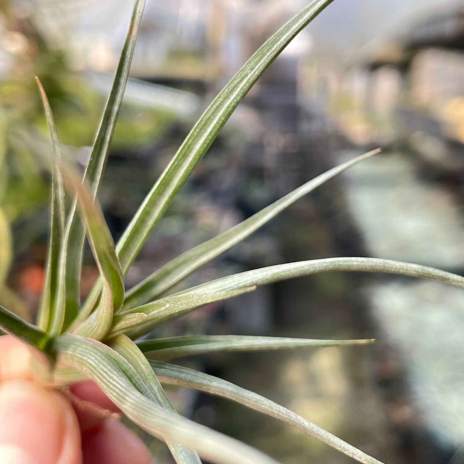 チランジア エリシー Tillandsia erici＊エアプランツ＠フラワーショップ江口 - メルカリ