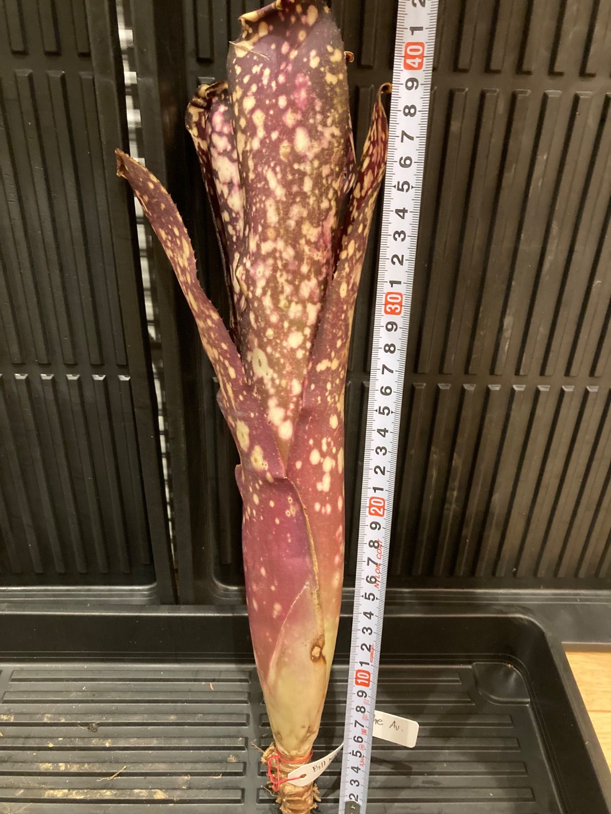 ビルベルギア Billbergia Kawanas Panache