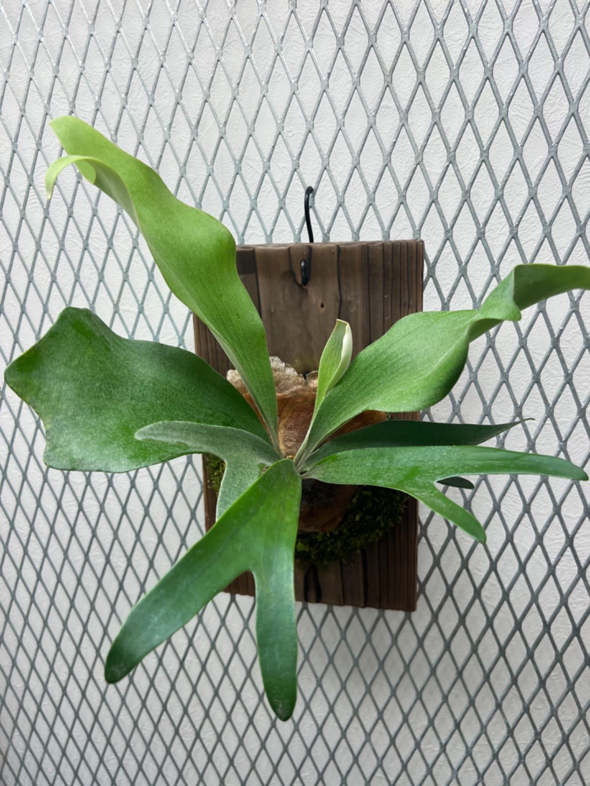 ビカクシダ　リトルフィンガー　little finger親株 ビカクシダ リトルフィンガー little finger親株 ビカクシダ リトル