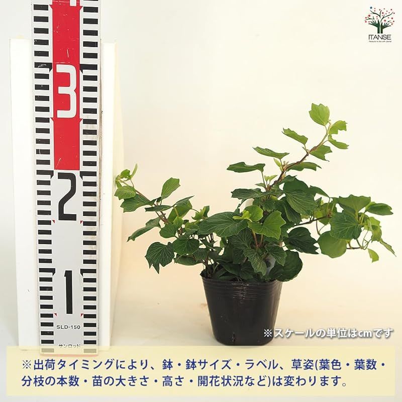 耐寒性常緑つる性多年草