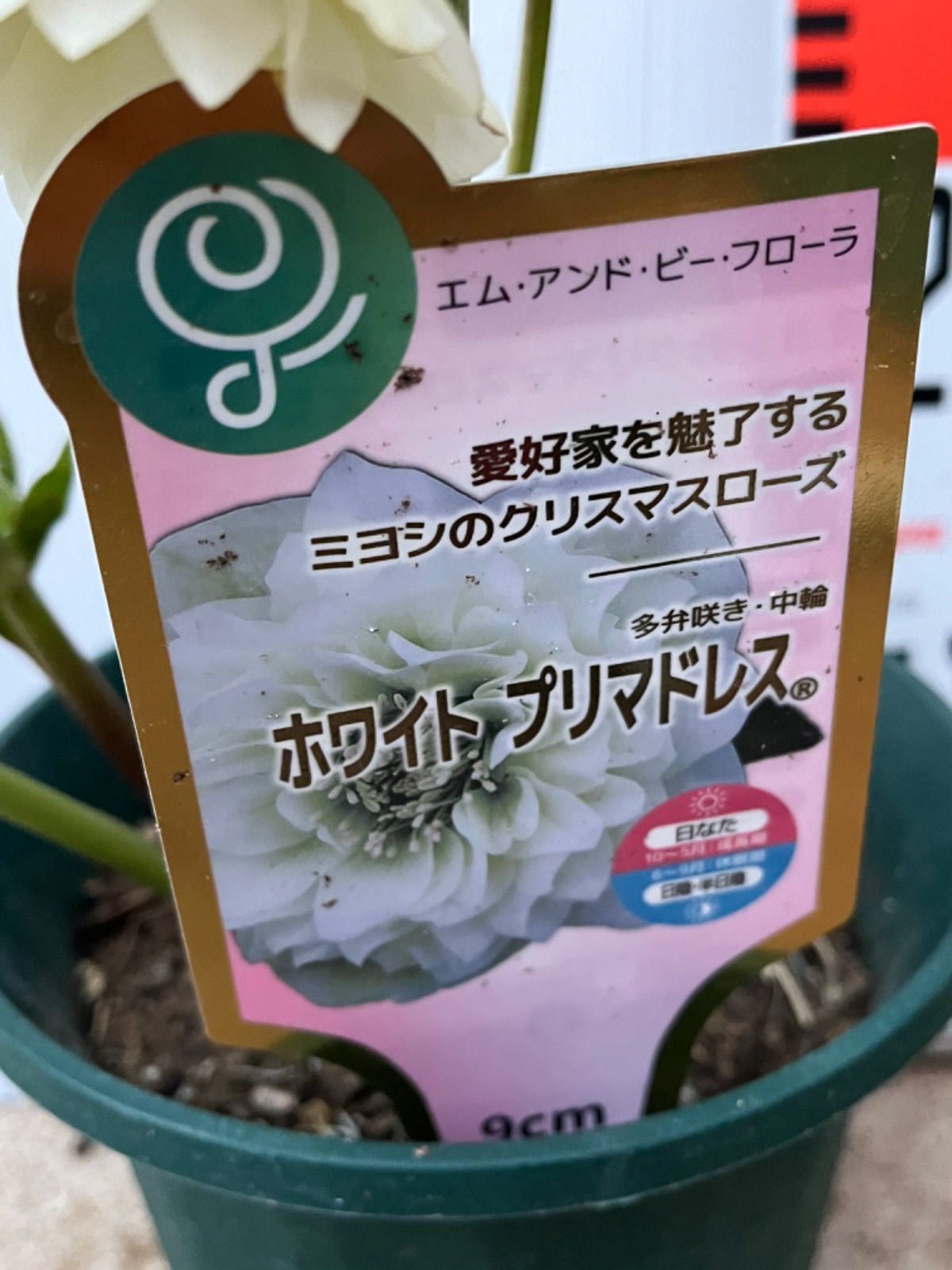 クリスマスローズ苗開花株 ホワイトプリマドレス4.5号【蕾多数あり