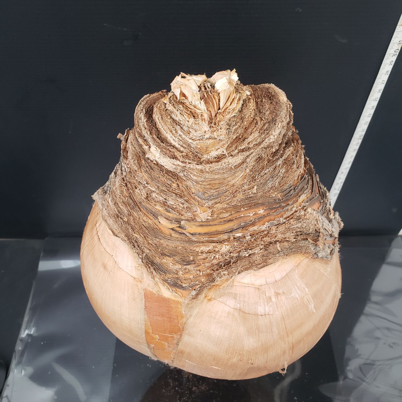 最新到着 Boophane