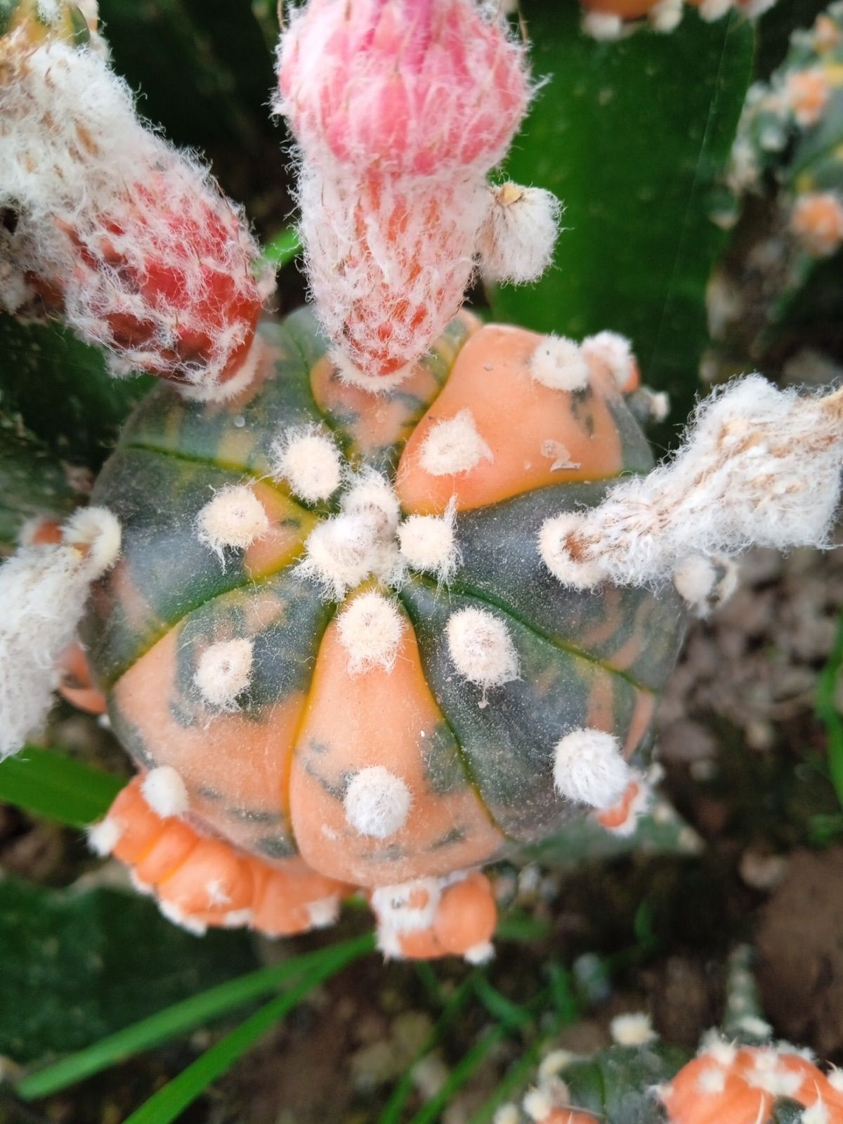 古木 アストロフィツム 大鳳玉 鉢ごと発送 サボテン 多肉植物｜植物