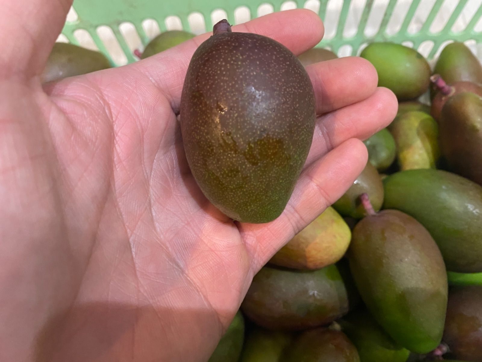 春先取りの 沖縄県産 グリーンマンゴー 摘果マンゴー 1Kg ※写真より数多め 沖縄県産 摘果マンゴー 青マンゴー グリーンマンゴー1kg