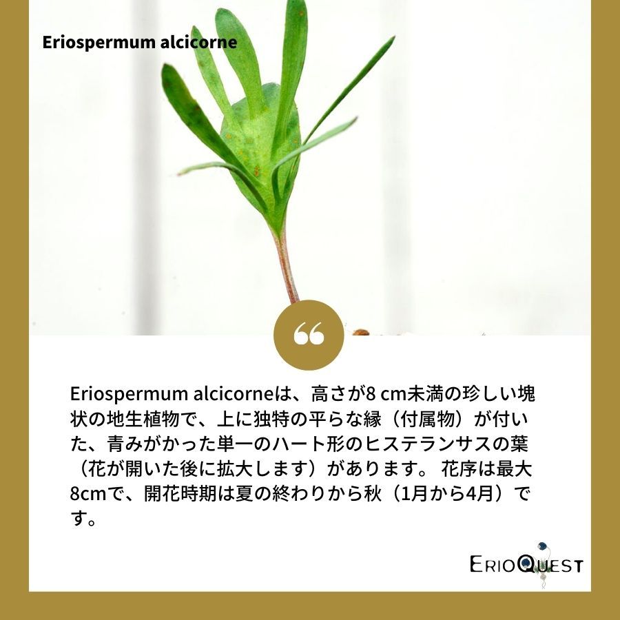 【早い者勝ち★発根済み】　リオスペルマム ケルビコルネ ケープバルブ　76 早い者勝ち☆発根済み】 リオスペルマム ケルビコルネ ケープ