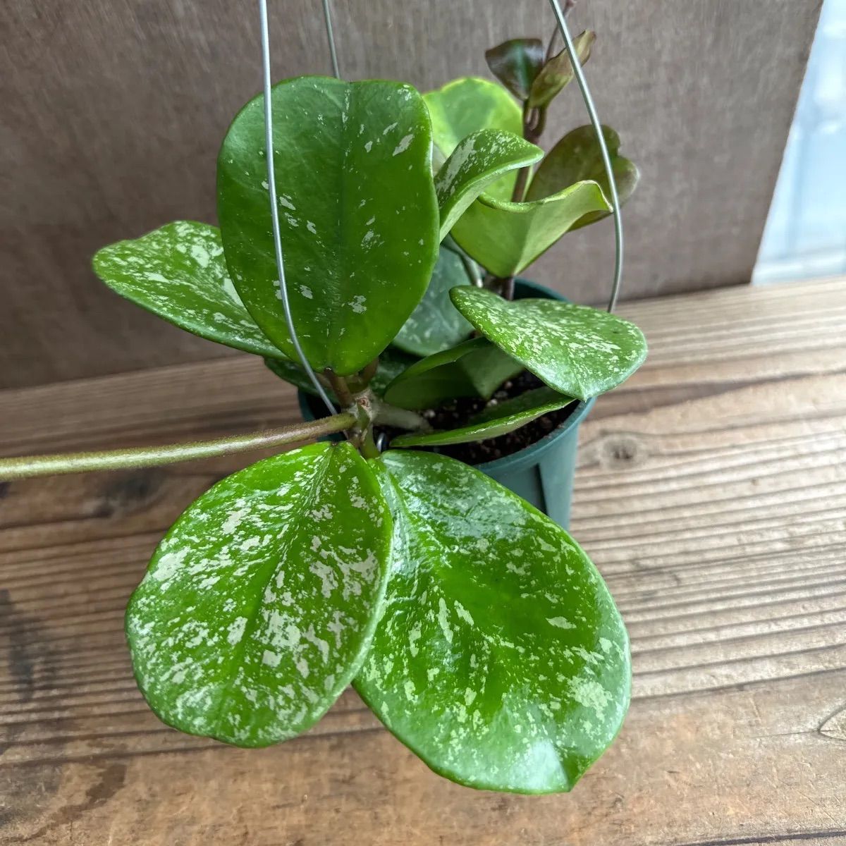 レア　珍種　ホヤ　Hoya Icensis splash サクララン レア 珍種 ホヤ Hoya Icensis splash サクララン