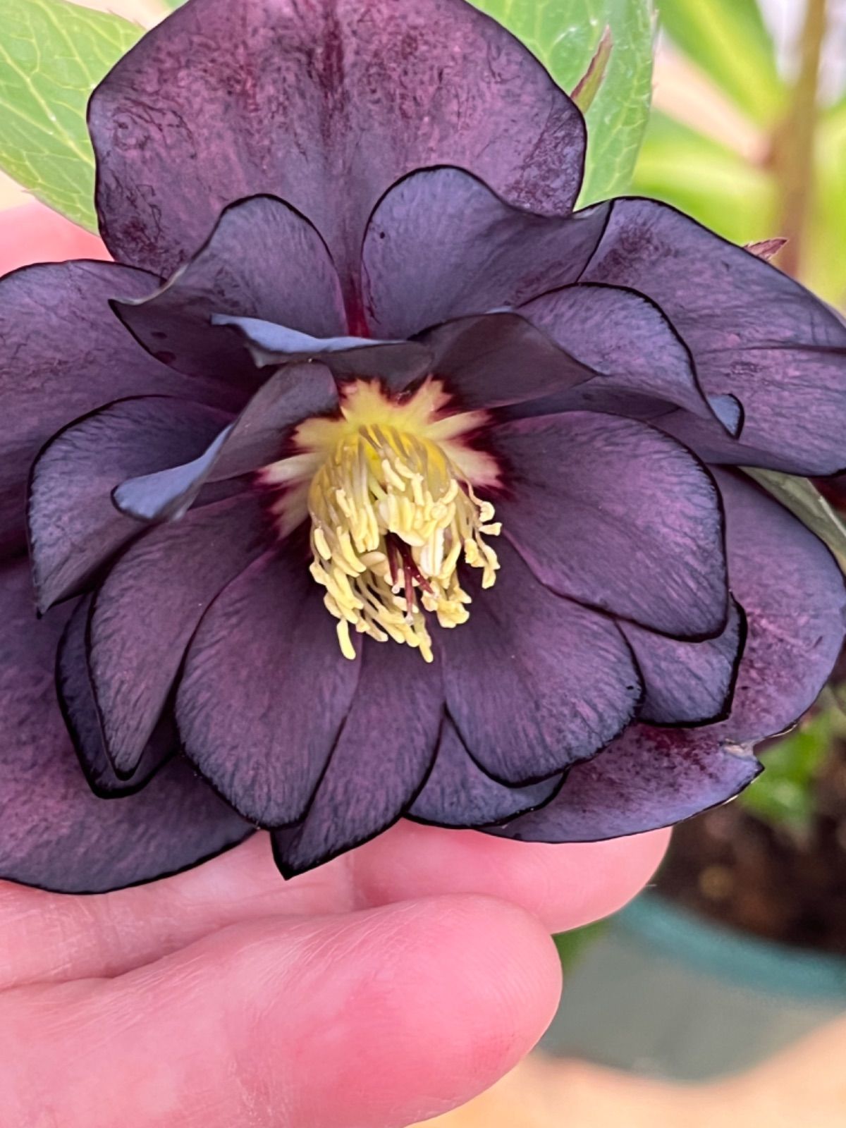 クリスマスローズ苗開花株 【ブラックスワン】 4.5号 - メルカリ