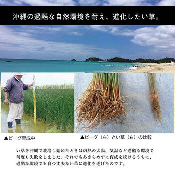 ラグ 純国産 沖縄ビーグのラグ 約191×191cm 裏 不織布 DX沖縄ビーグ MARWIL-DEMENAGEMENTS_CH