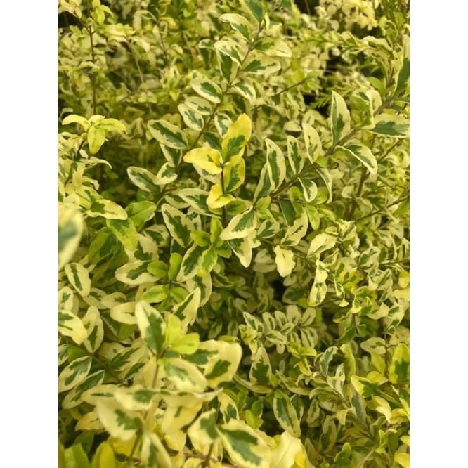 20本セット プリペット