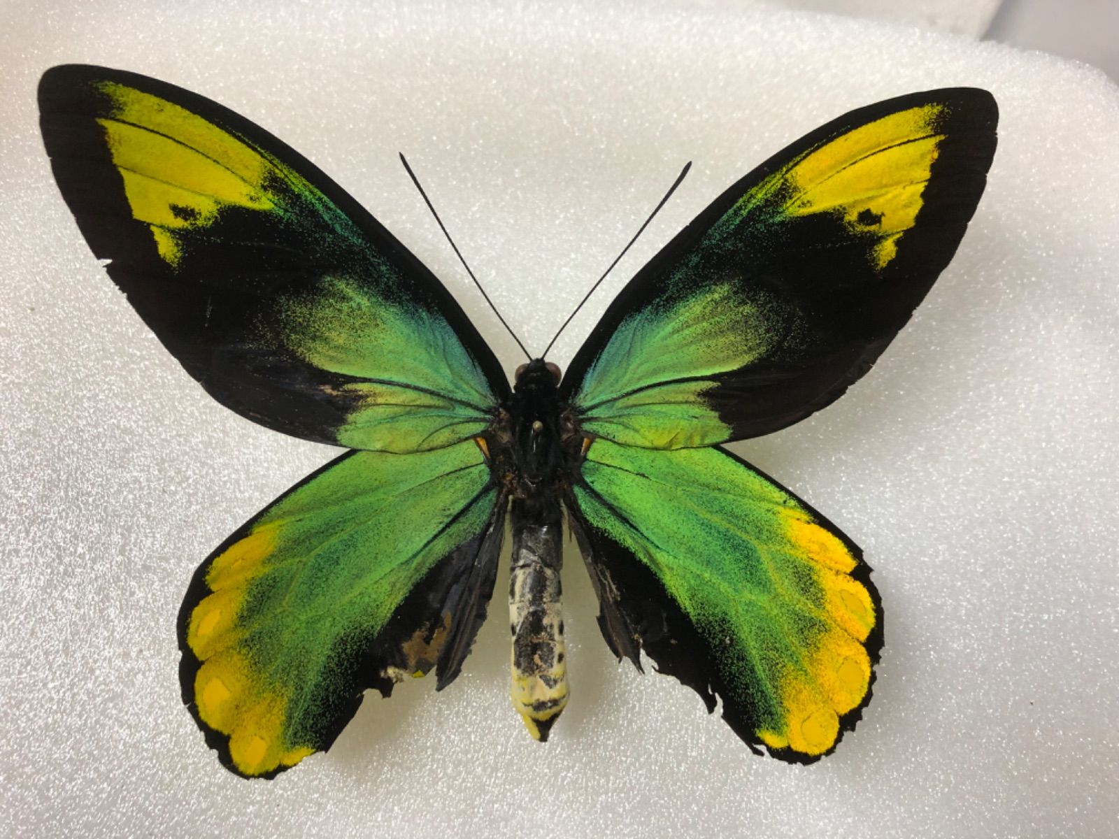 説明文を最後までご確認のうえ蝶　チョウ　標本　蝶標本　ビクトリアトリバネアゲハ