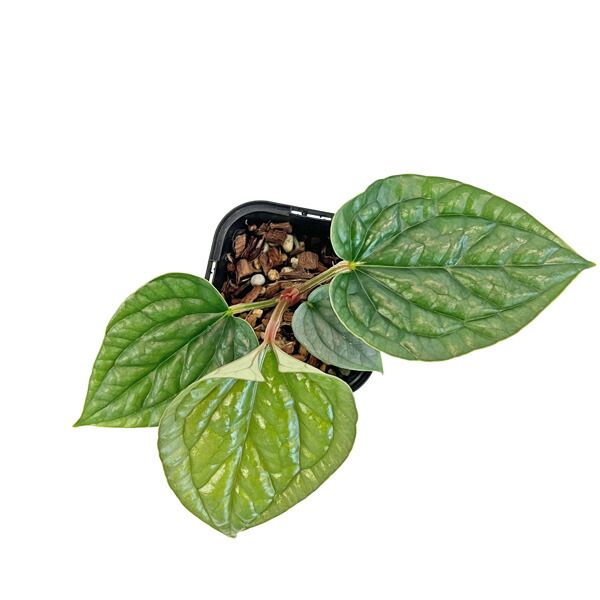 現品販売 アンスリウム ルクスリアンス 3.5号 Anthurium luxurians 極