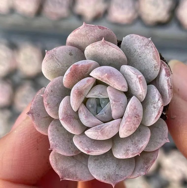 18株の抜き苗セット】ロココ 多肉植物 佐川急便発送 エケベリア 韓国苗