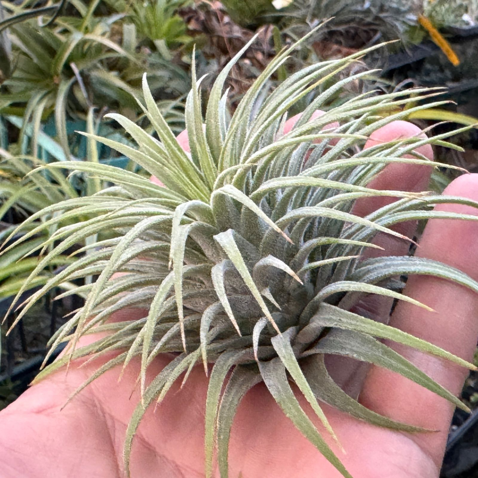 チランジア イオナンタ スノーボール Tillandsia Ionantha Snowball