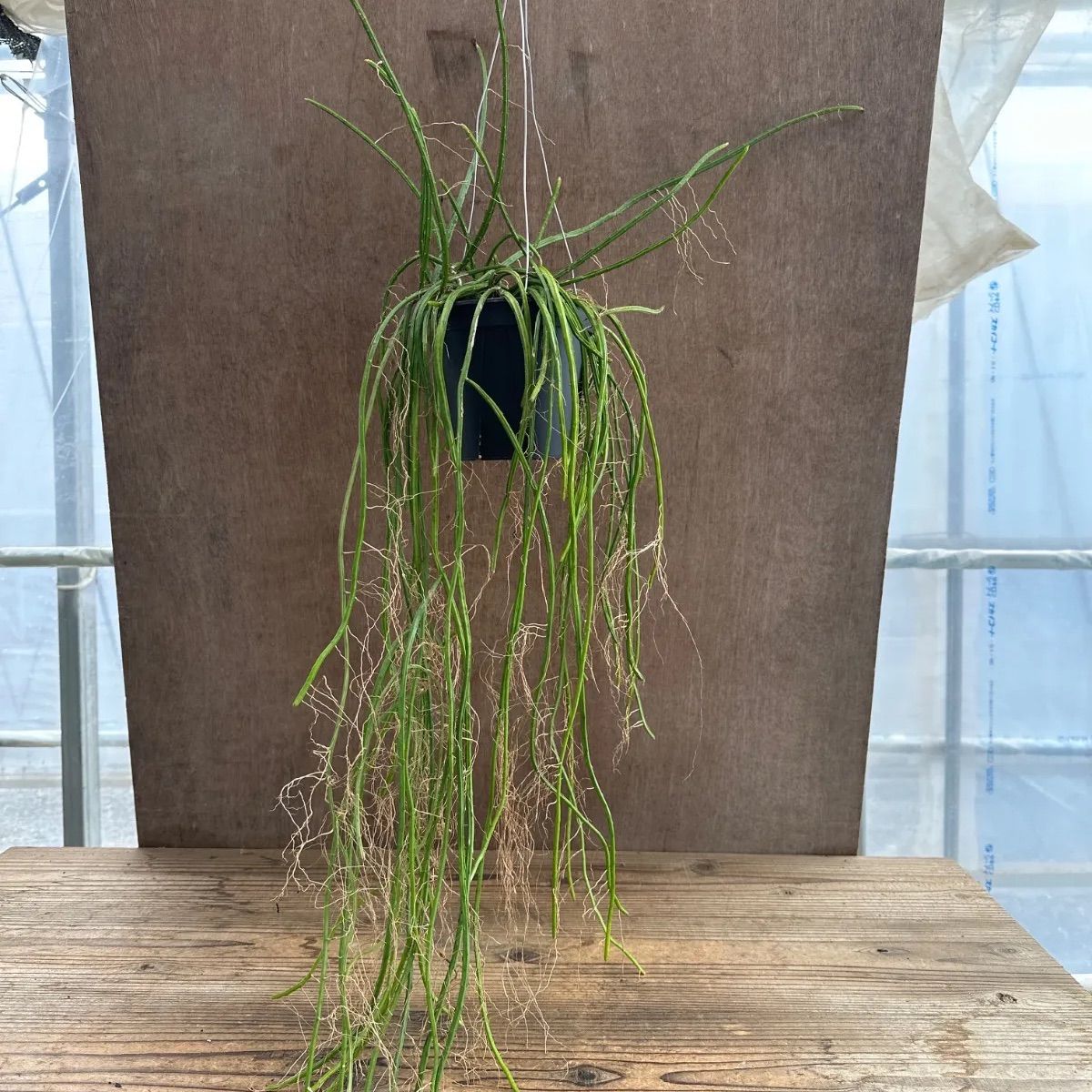 セルニセレウス ウェルクレイ 現品 5号 Selenicereus wercklei