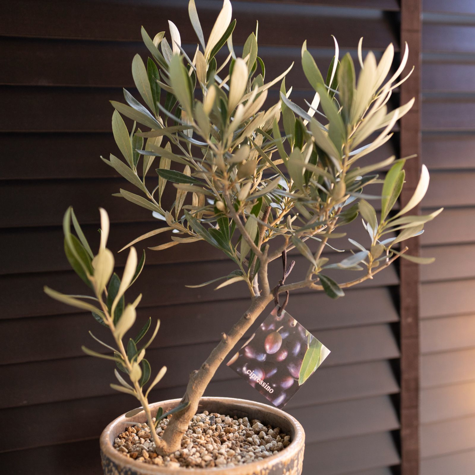 創樹 Olive オリーブの木 幹太 スネーク鉢 SOUJU Cipressino