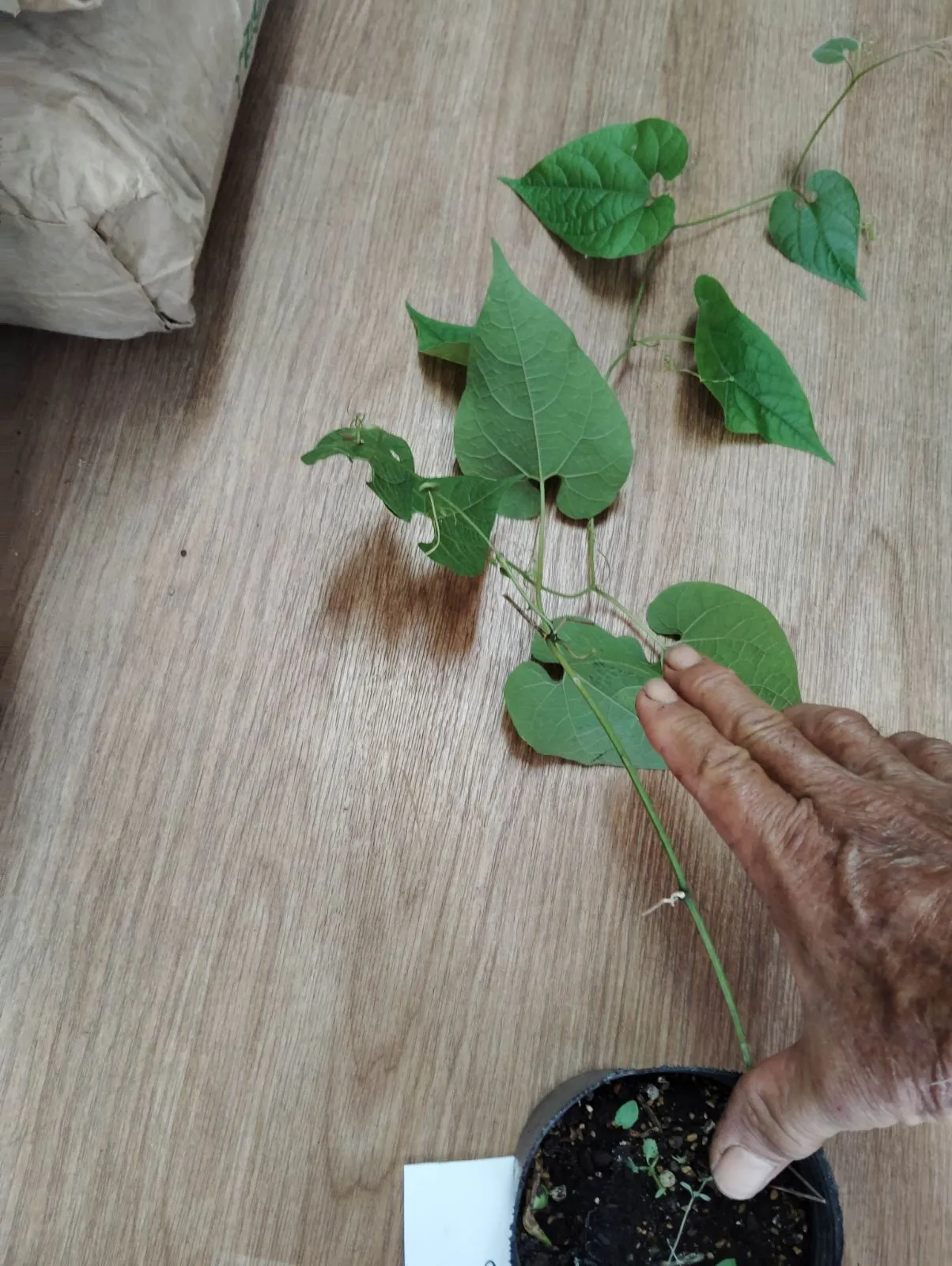 お*わ様 ラカンカ　羅漢果　苗　２本セット お*わ様 ラカンカ 羅漢果 苗 2本セット