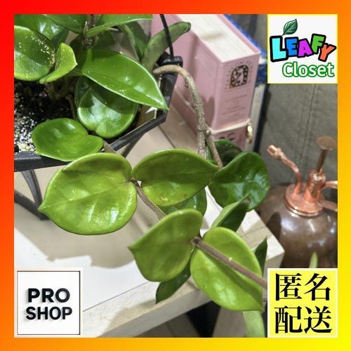 観葉植物 ホヤ カルノーサ アモーレ 5号吊り鉢(個体おまかせ1鉢
