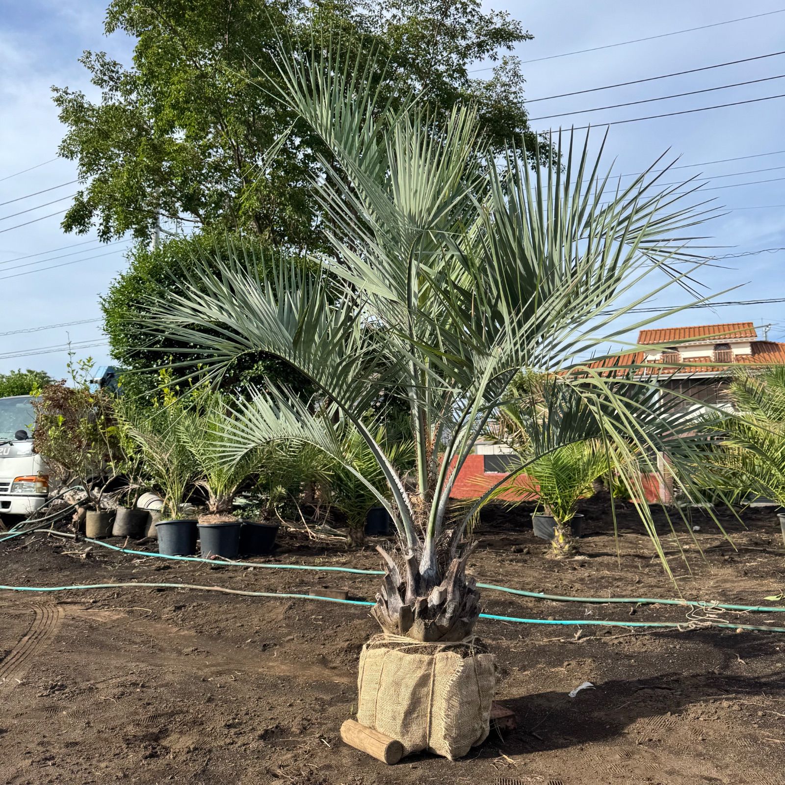 ココスヤシ - メルカリ