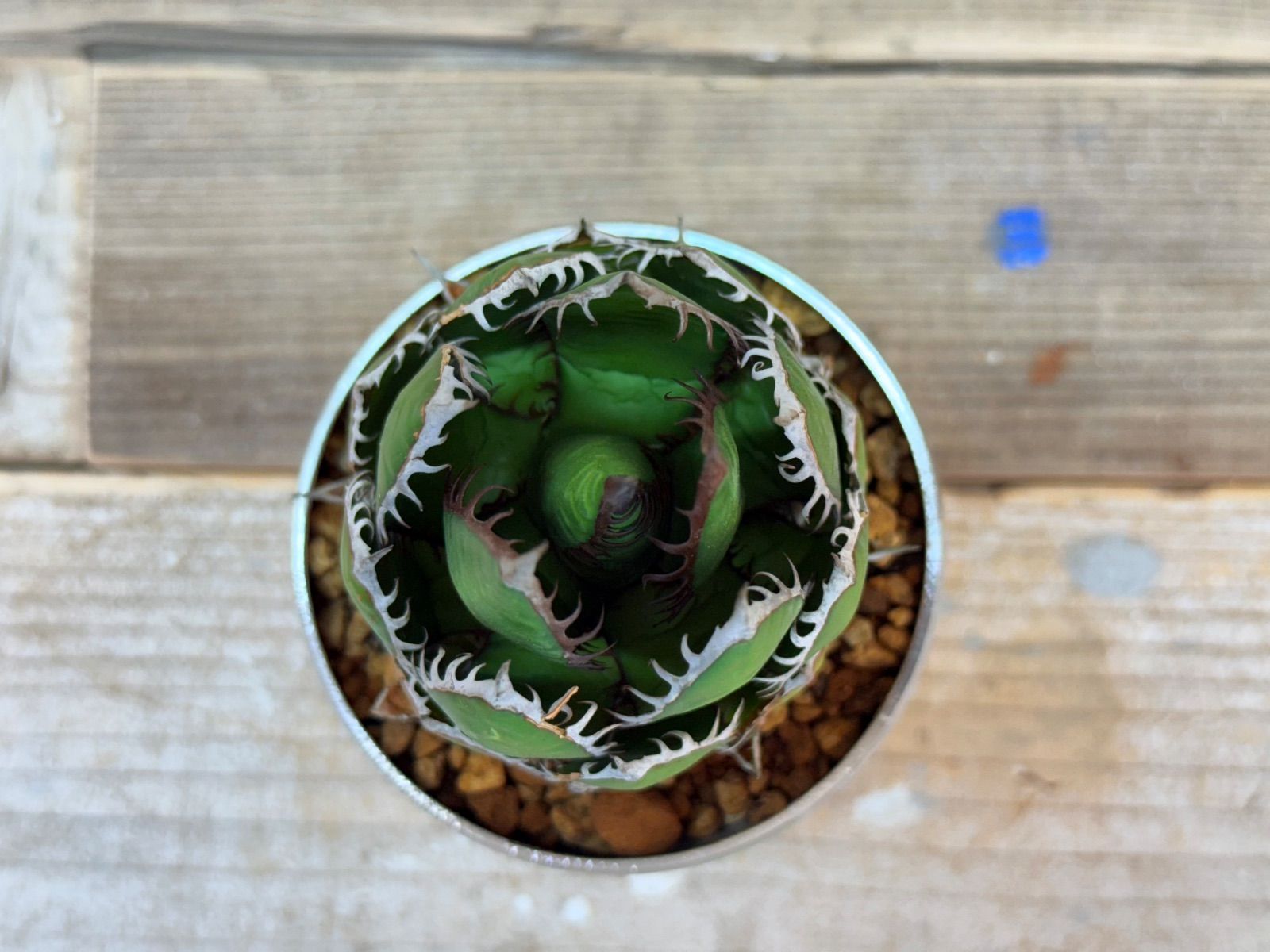 コンパクトホリダ 作家鉢 ボールタイプ