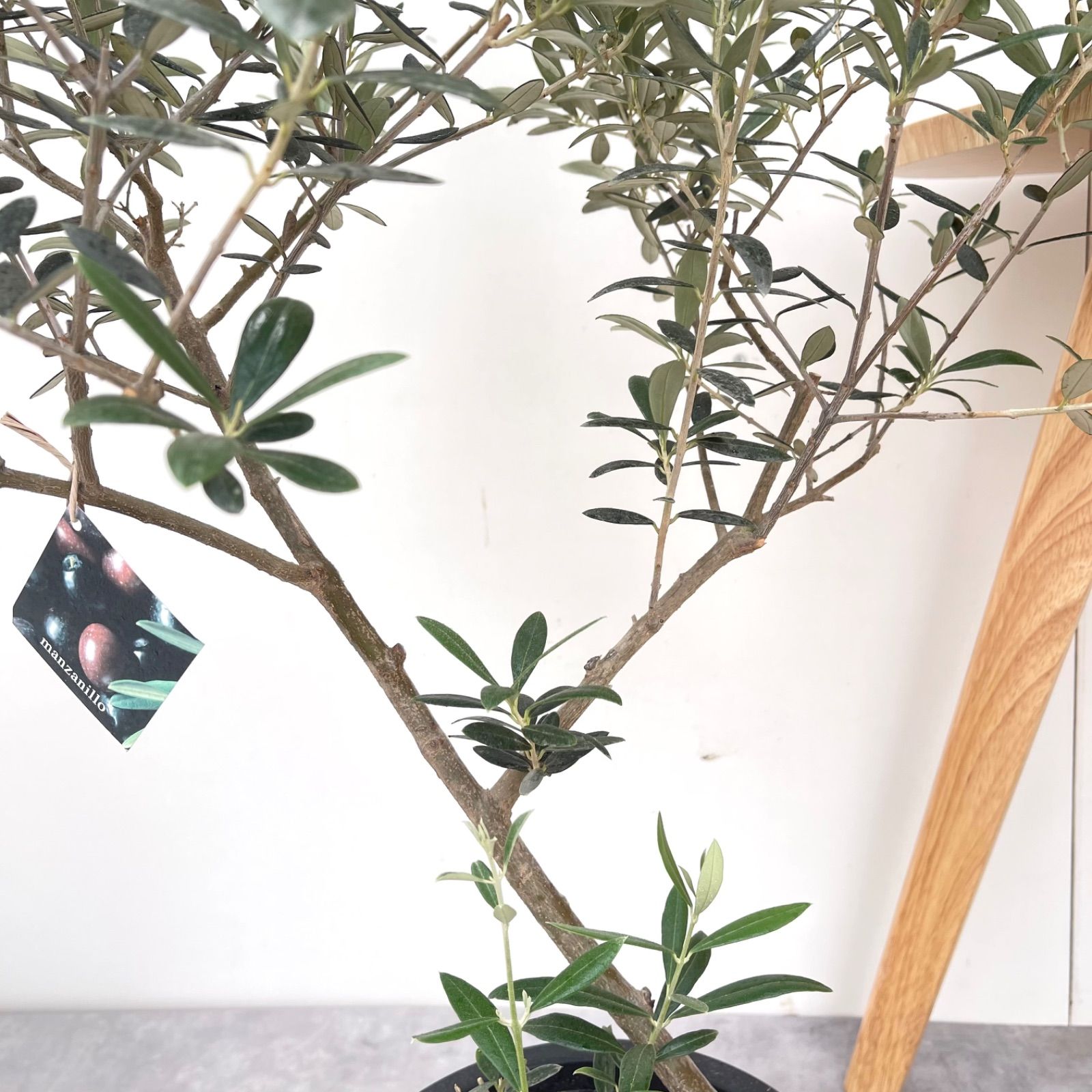 オリーブ マンザニロ 30【現品】観葉植物 創樹 SOUJU 7号 - メルカリ