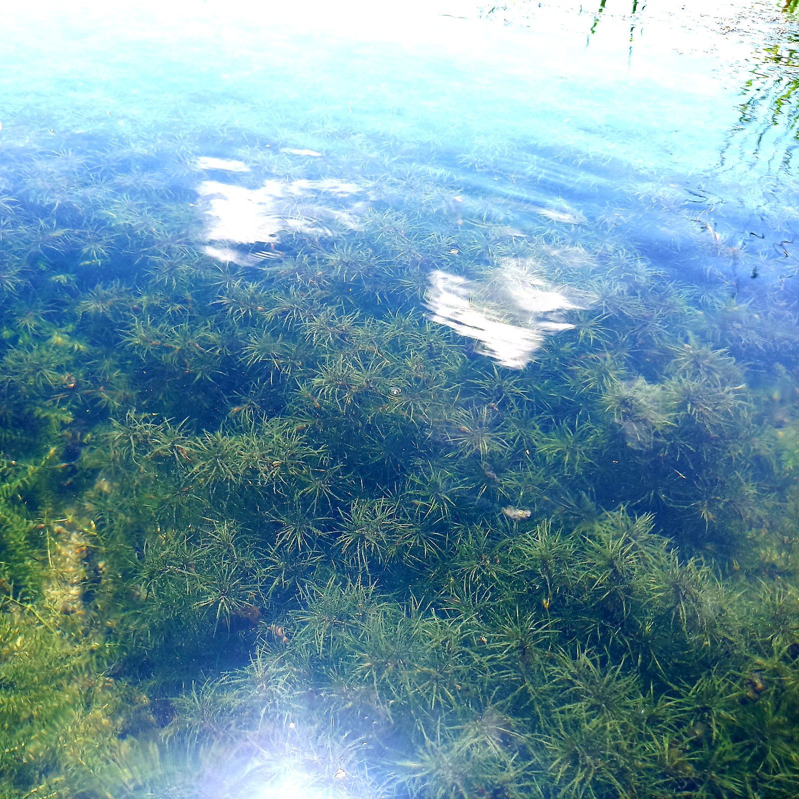 200本以上 阿蘇の湧水で育った水草 天然アナカリス - 通販 - guianegro