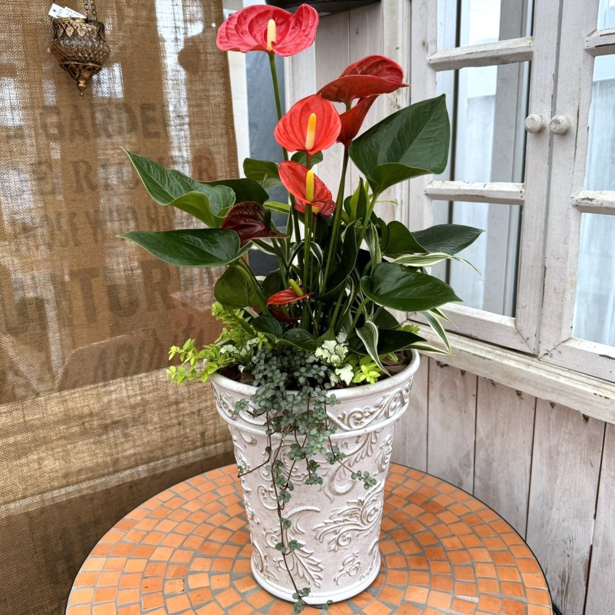 96#多肉植物アエオニウム錦❤️リバーストーン❤️ 1大頭10小頭18cm 鉢土付き アエオニウムリバーストーン と #ブロンズメダル錦 が可愛くなってき