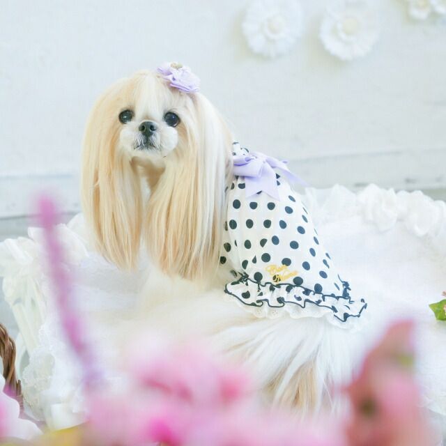 新品　Livre de chevet リーヴルドゥシュヴェ Livre de chevet /ﾘｰｳﾞﾙﾄﾞｩｼｭｳﾞｪ (@livre_de_chevet_japan