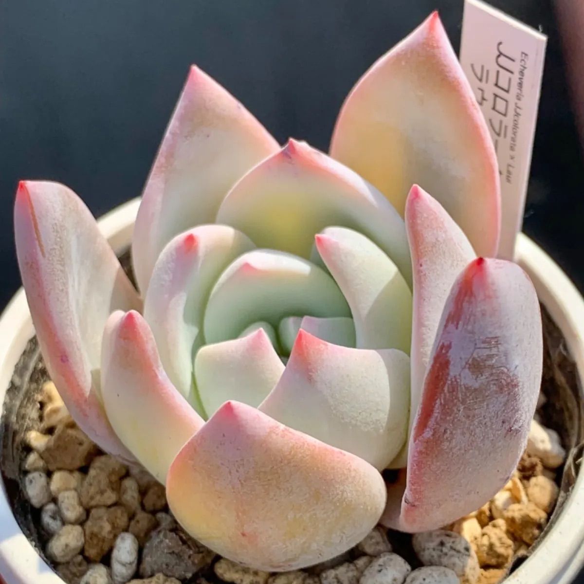4】メキシコ産 原種コロラータ傷あり 直輸入 Echeveria 実生苗