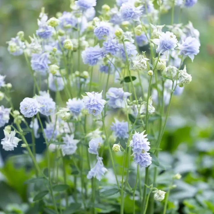 オダマキ カスティールブルー 宿根草 多年草 3.5号 苗 花 - メルカリ