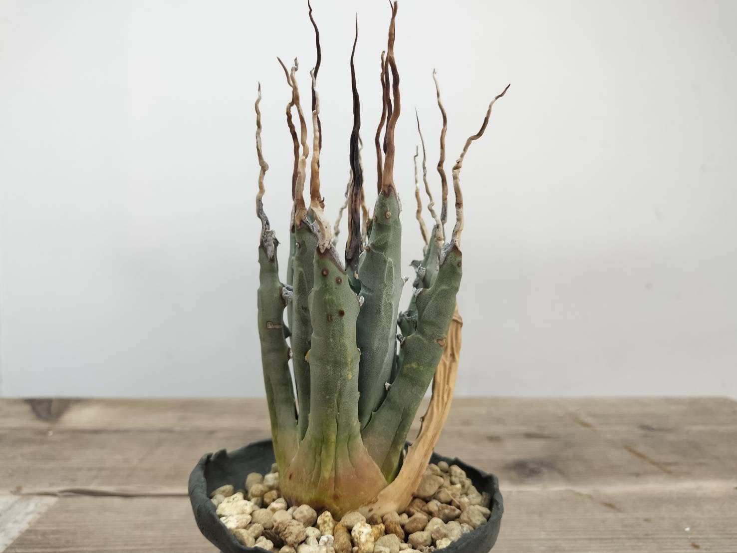 アガベ ユタエンシス エボリスピナ【作家鉢】【発根済】 アガベ