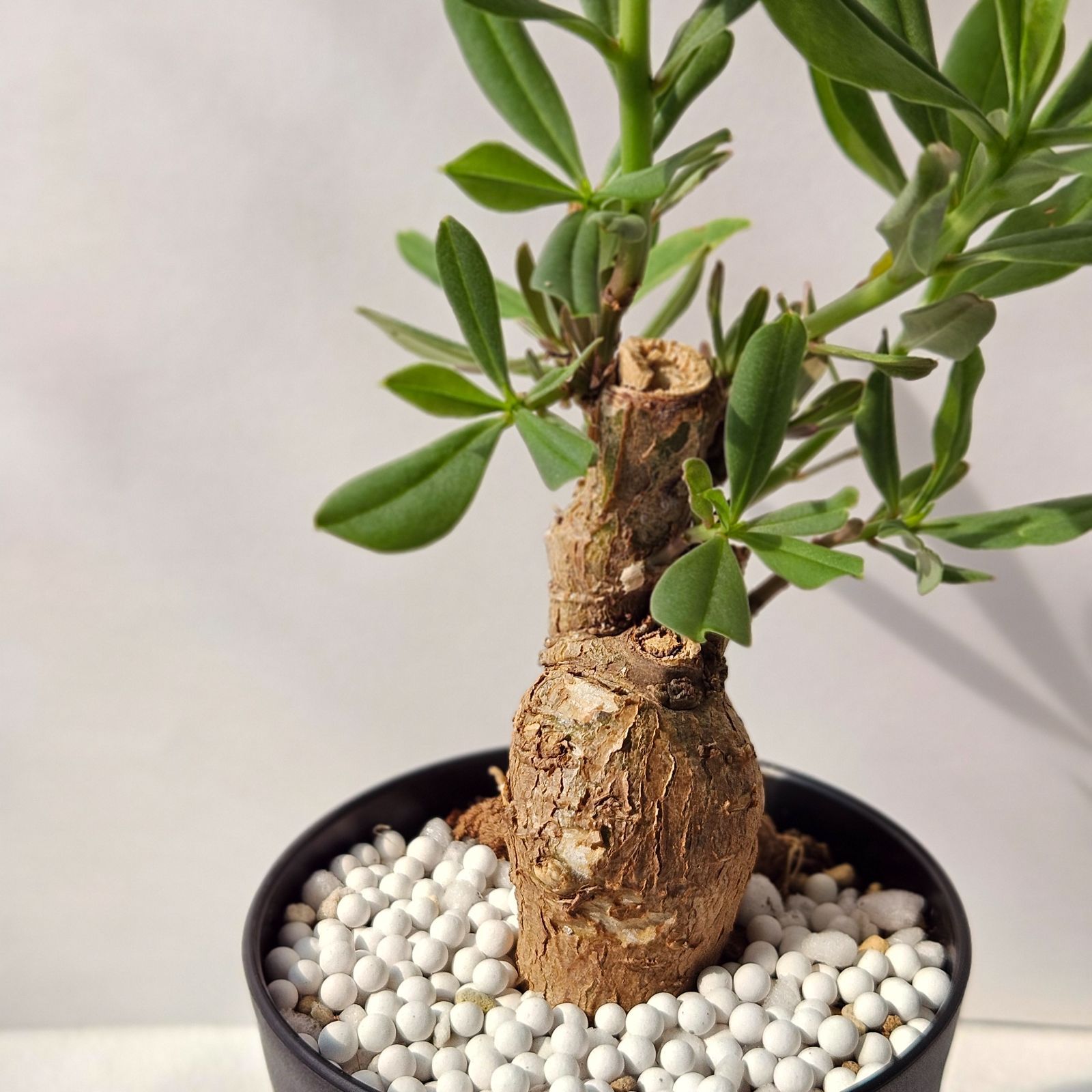 タリナム パニクラーツム 〛Talinum​ Paniculatum 発芽済 塊根植物