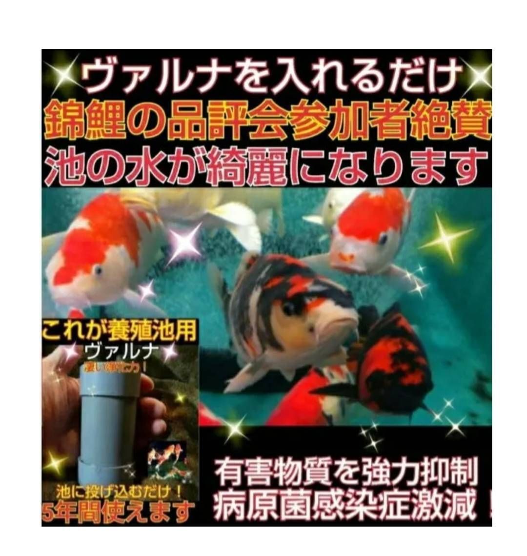 池の透明度アップ！有害物質、病原菌の抑制に抜群！ヴァルナ池用☆500トン浄化！