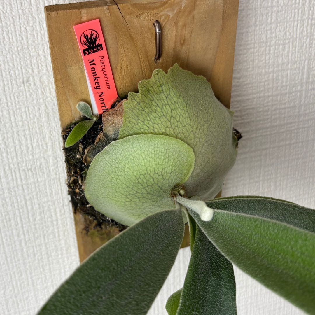 ビカクシダ P.Monkey north ビカクシダ P. Monkey North Dwarf? mutant