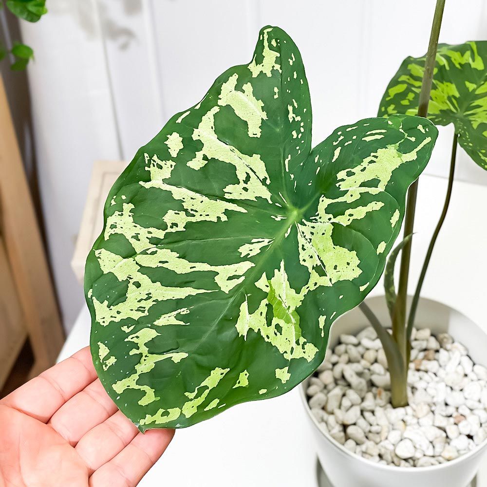 PLANCHU 観葉植物 カラジウム ヒロビューティー 5号鉢 受け皿付き 育て方説明書付き Colocasia 'Hilo Beauty'  カラディウム カラジューム アロカシア コロカシア アロイド レア品種 - メルカリ