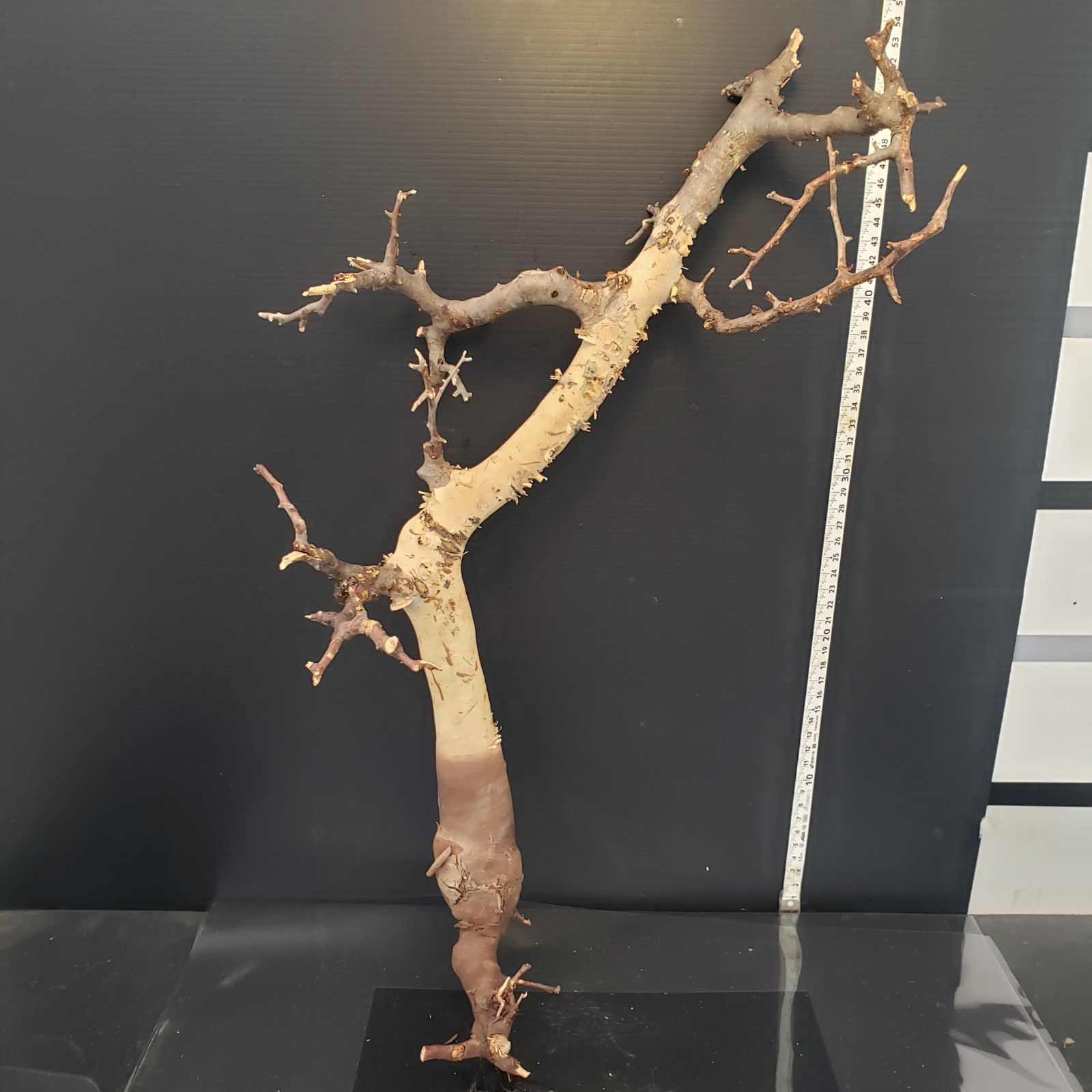 Z439 最新到着 Commiphora カタフピュア ML 現地球 抜き苗 灌木系 塊根植物 コミュフォラ カタフピュア