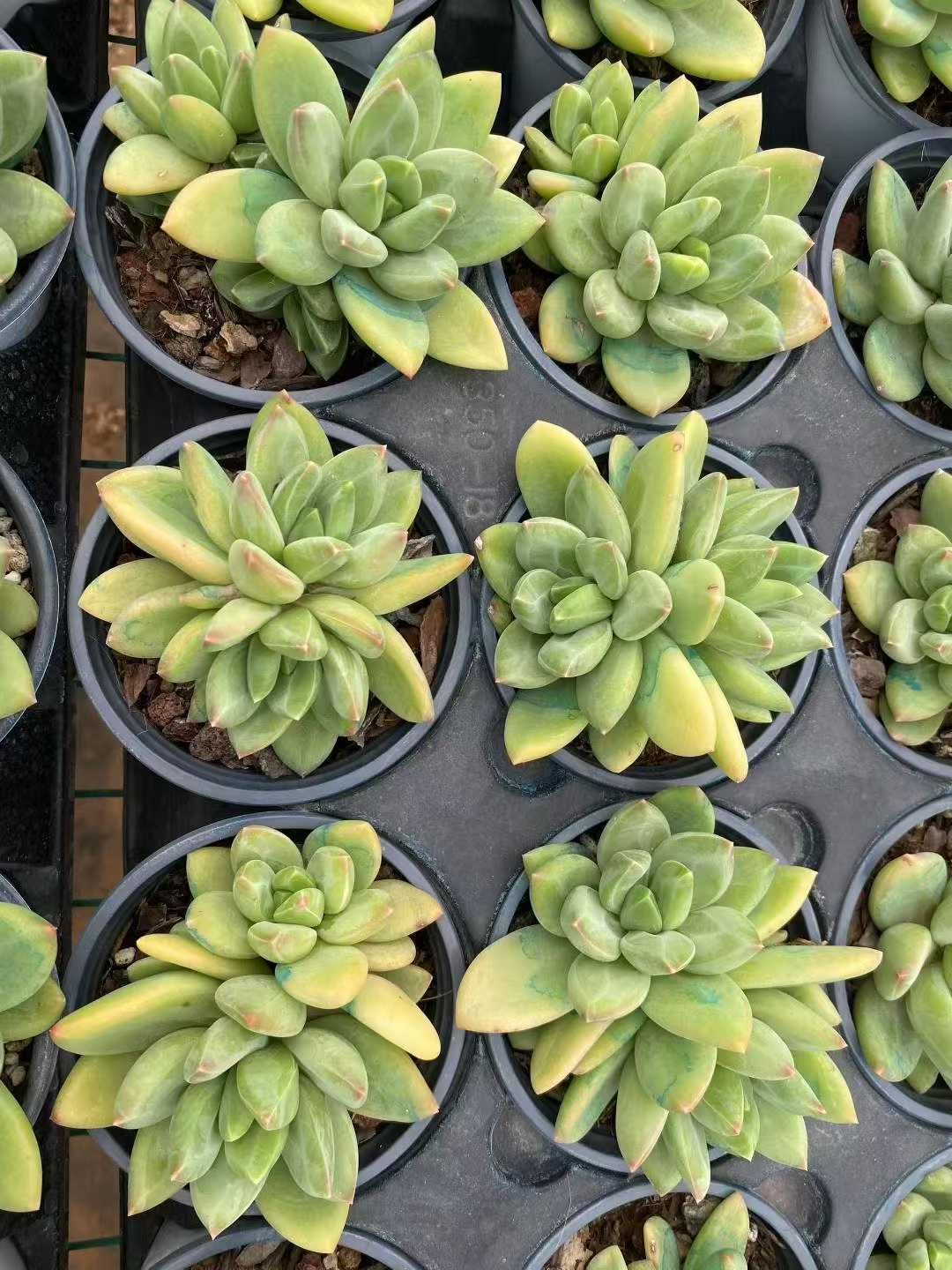 多肉植物❤️専用ページです。お買い上げにならないようお願い致します 多肉植物 - Search / X