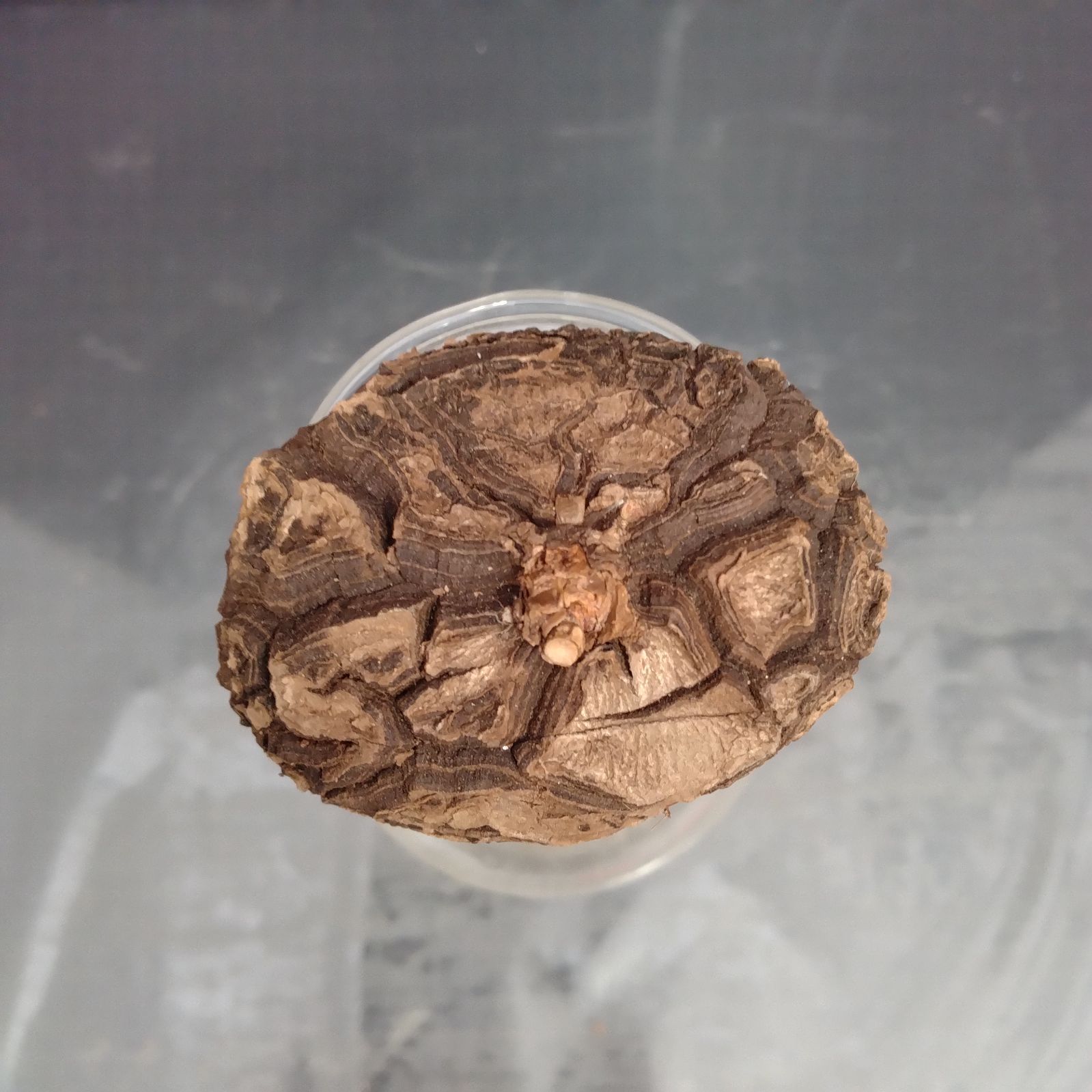 U303【最新到着】Dioscorea Mexicana メキシコ亀甲竜（現地球