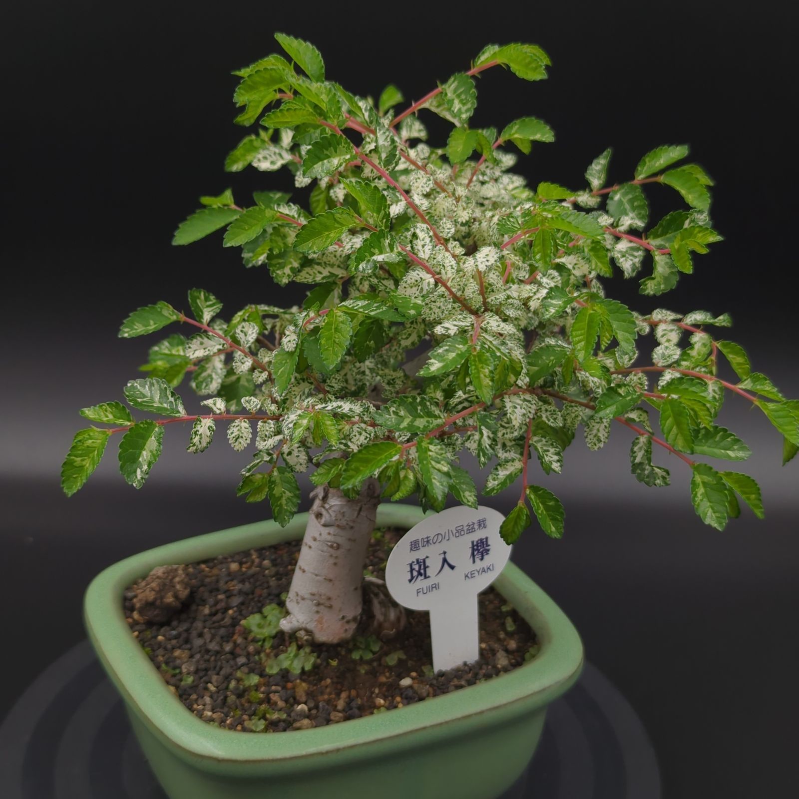 欅、盆栽、小品、鉢 斑入 欅 ミニ盆栽 陶器鉢 小品盆栽：斑入りにれけやき*（縁付