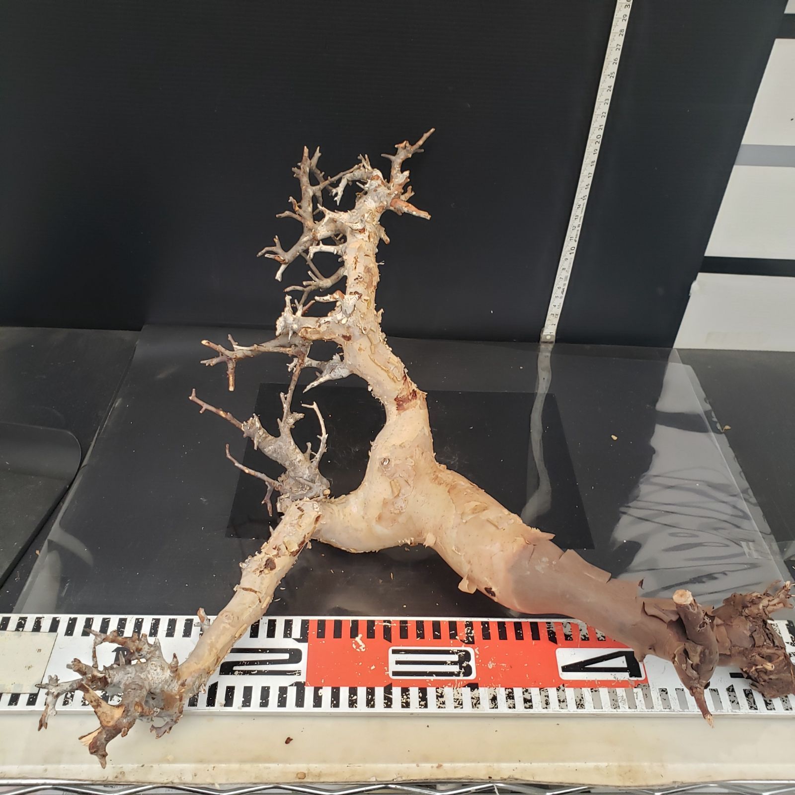 コミュフォラ カタフピュア