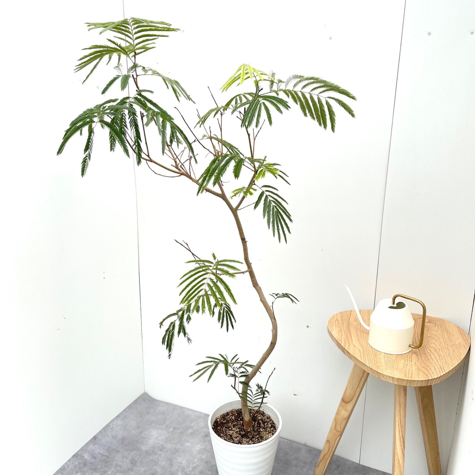 ［現品］34番　エバーフレッシュ　曲がり　9号　観葉植物　室内　大型　人気 エバーフレッシュ 曲がり 9【現品】観葉植物 大型 室内 【公式通販】