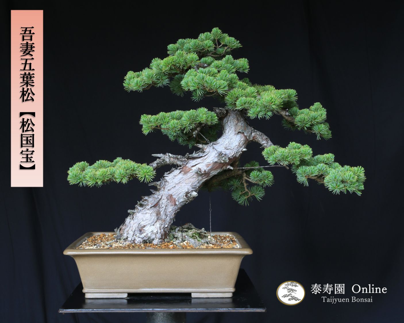 吾妻五葉松 松国宝 ショウコクホウ 大品盆栽 樹齢約50年 現品 一点物 接ぎ木 優良葉性 五葉松 松 盆栽 泰寿園 Online