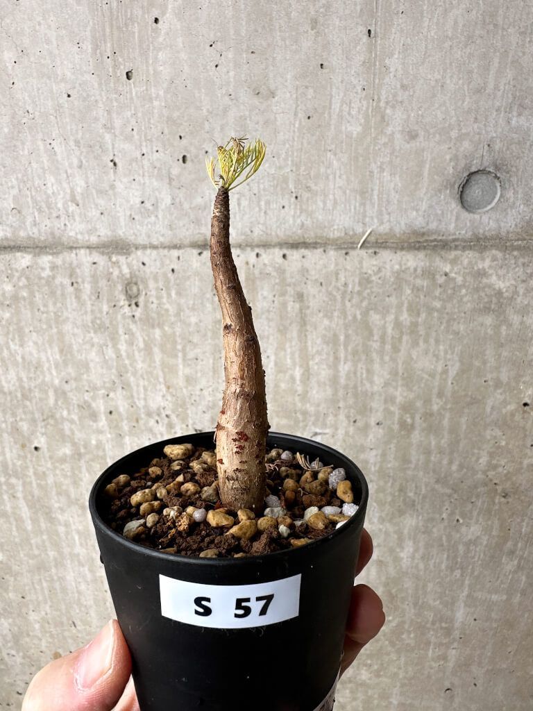 現品】完全発根済 超幹立ち！ユッカ ロストラータ 10号鉢 現地球 SF