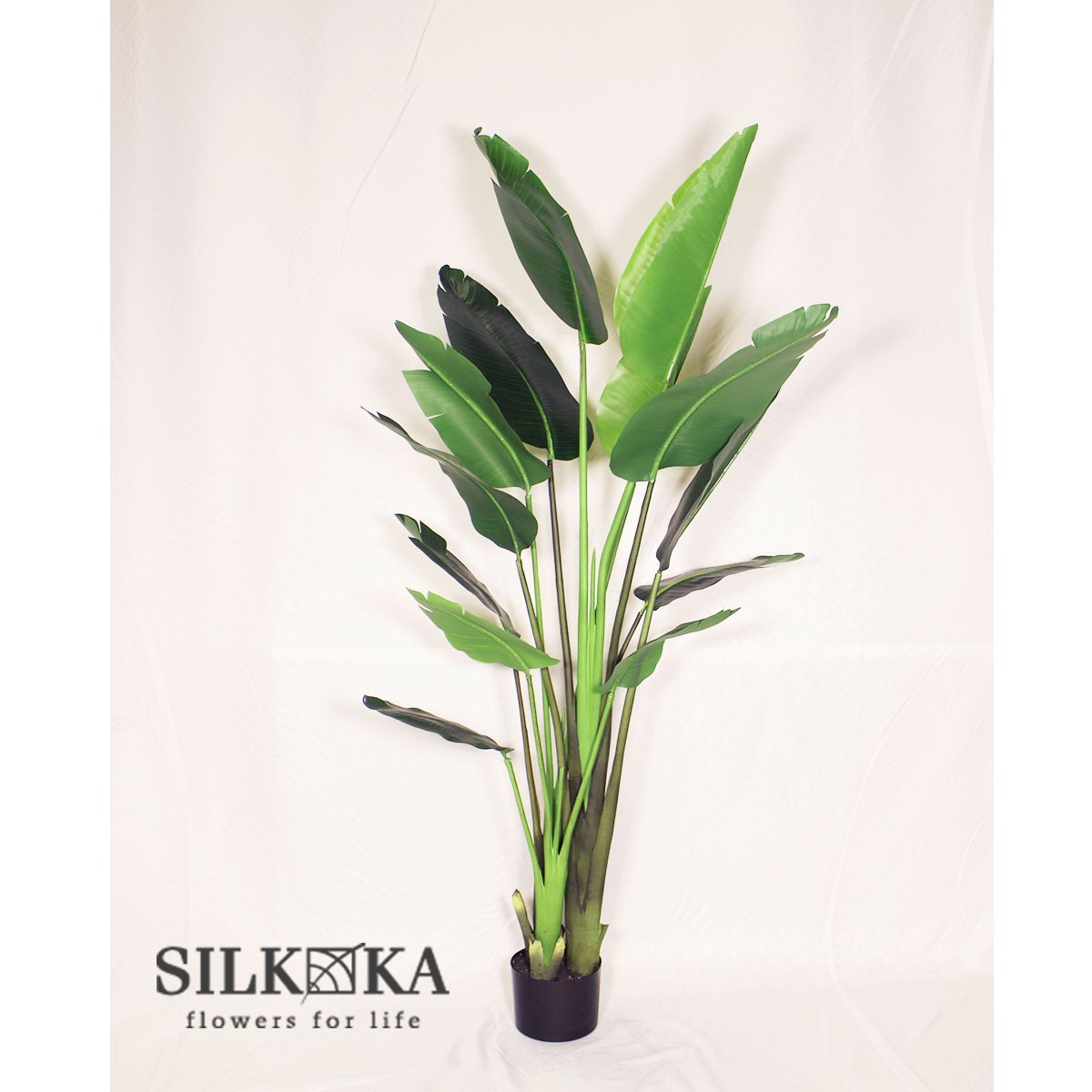 ク*ー様 種子50粒 パキポディウム アンボンゲンセ ＋‪α ぱ*ち様 【種子】50粒 パキポディウム アンボンゲンセ 【公式通販】